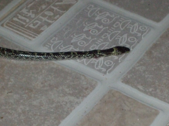 First snake in the front of the house baby cobra.jpg