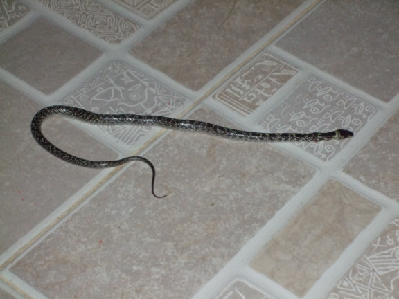 First snake in the front of the house baby cobra 2.jpg