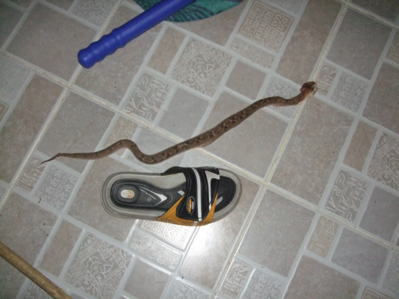 Second Snake.jpg