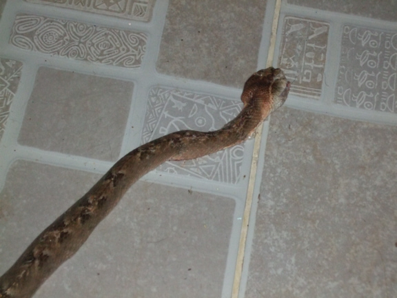 Second Snake 2.jpg