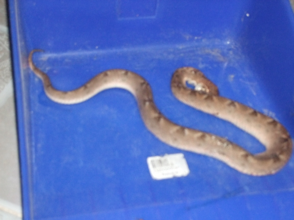 Second snake 3.jpg