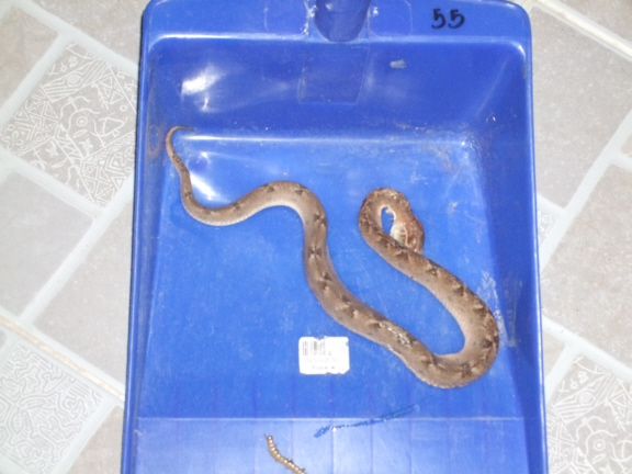 Second snake 4.jpg