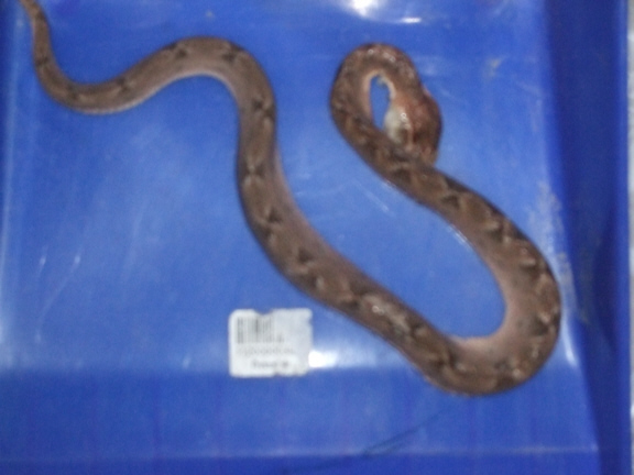 Second snake 5.jpg