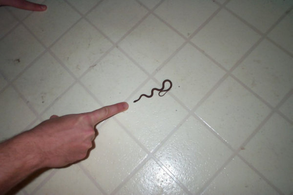 baby_snake.jpg