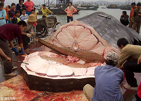 WhaleSharkWENN_468x336.jpg