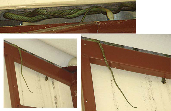 kitchen_snake.jpg