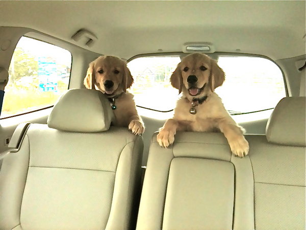 pups1_28.jpg