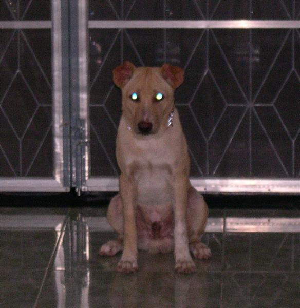 NightVision (Medium).jpg