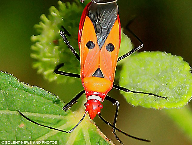 stink bug.jpg