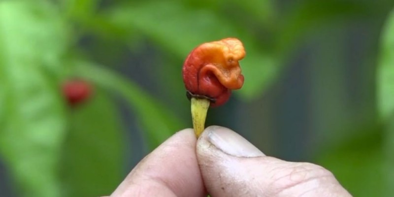 news-hottest-pepper.jpg