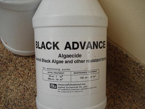 Algae 2.jpg