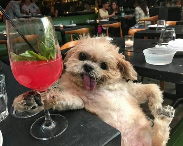 doggy cocktail.jpg