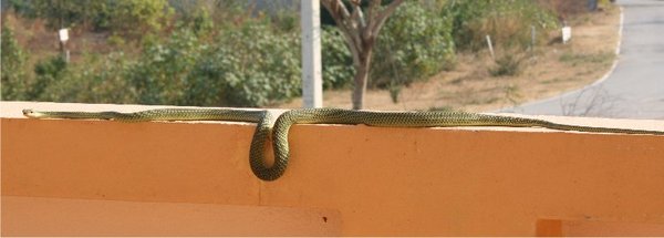 snake3.jpg
