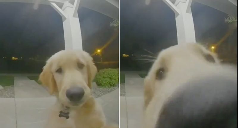dog 1.jpg