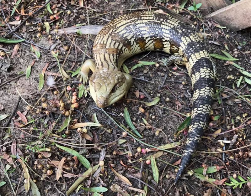 goanna.jpg