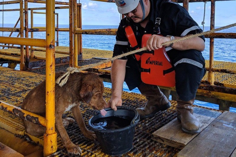 _106461773_dogdrink.jpg