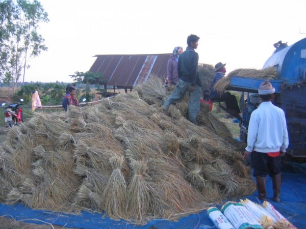 Rice harvest.jpg