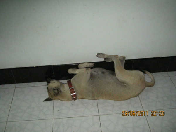 dog1.jpg