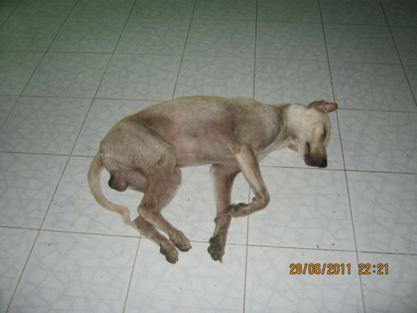 dog2.jpg