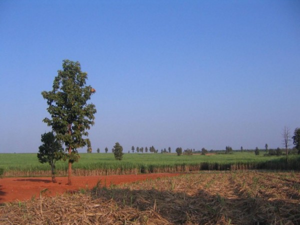 Cane as far as you can see.jpg