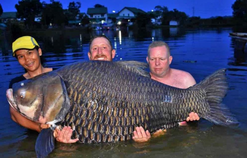 carp.jpg.5b2eac9b245a88611187662d7d9fbb87.jpg