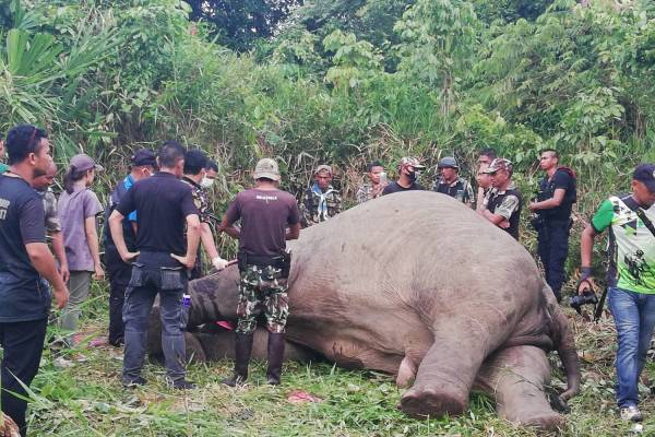 elephant.jpg