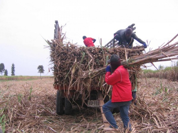Cutting cane.jpg
