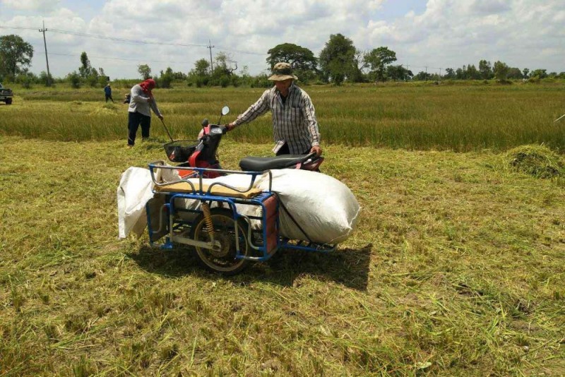 Farmers cut unripe rice in their drought-stricken paddy fields, to feed to cattle, in tambon Chiwan of Phimai district, Nakhon Ratchasima, on Friday. (Photo by Prasit Tangprasert)