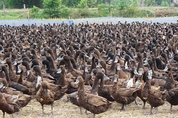 Free-ranging duck raisers are hit by drought. (Bangkok Post file photo)
