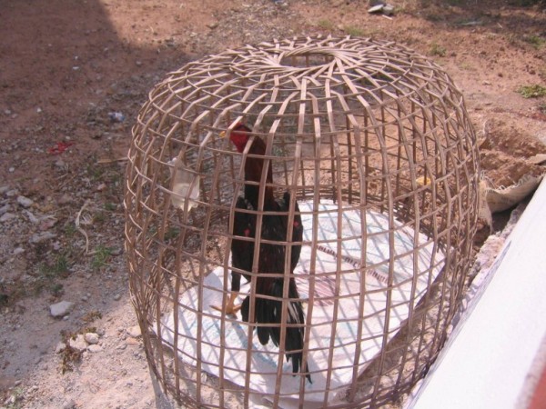 A fighting cock.jpg