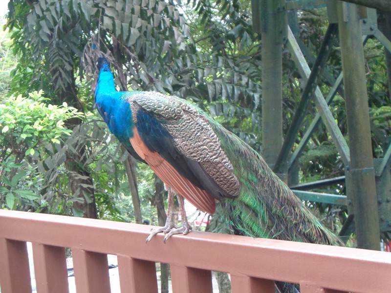 DSC00299.jpg