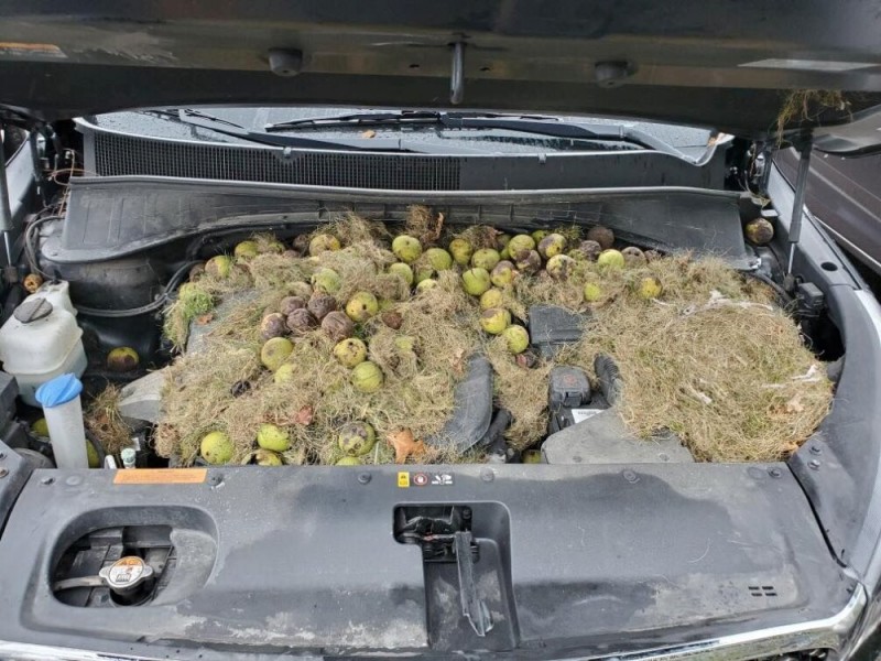 The walnuts and grass caused a burning smell in the car. Source: Reuters/Holly and Chris Persic