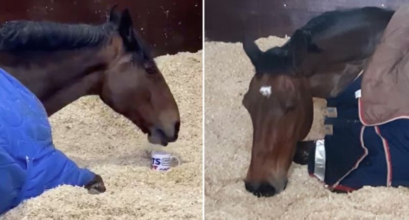 horse.jpg