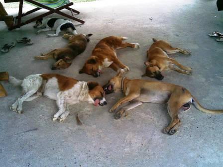 Doggies.jpg