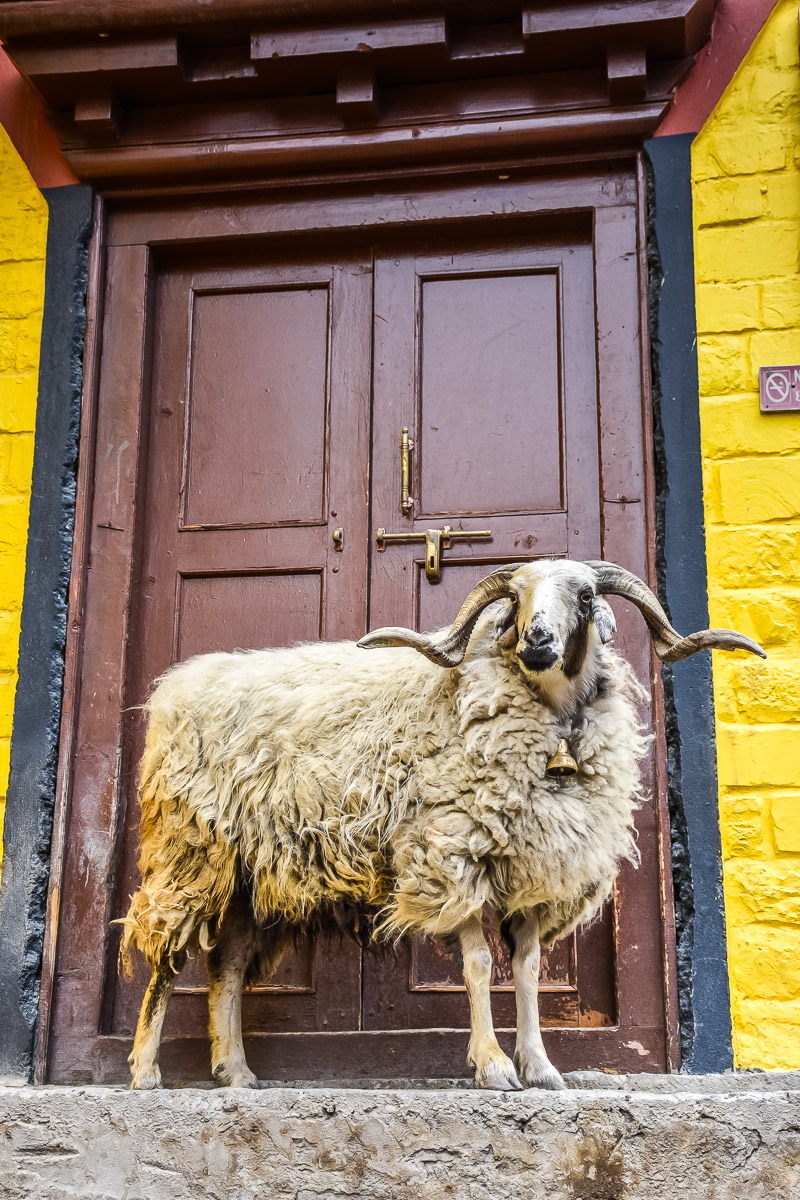 DSC_3751.jpg