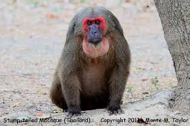 stump-tailed macaque.jpg