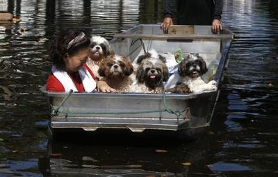 bangkok-flooding-photography-dogs.jpg