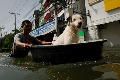 bangkok-flooding-dogs-25-20111028.jpg