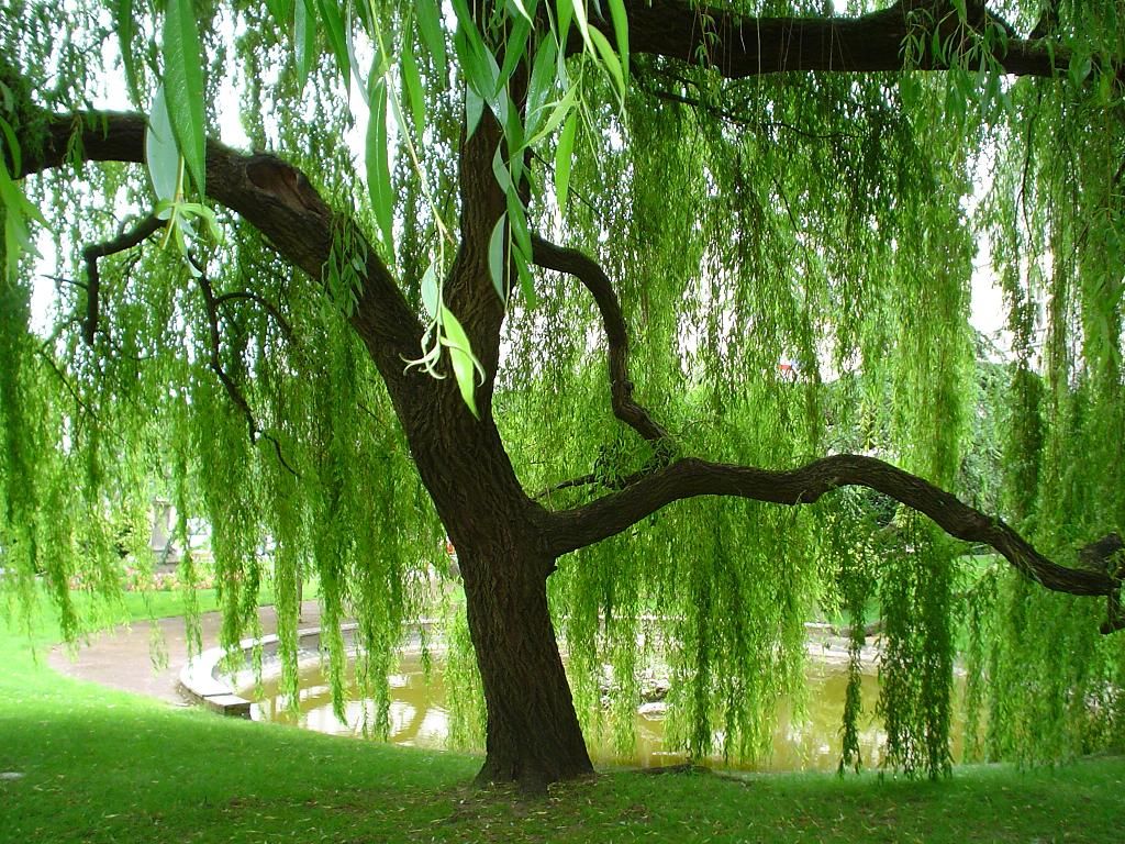 Weeping Willow.jpg