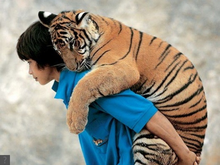tiger.jpeg