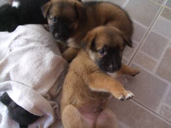 Fantas Pup1.jpg
