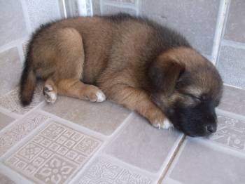 Fantas Pup2.jpg