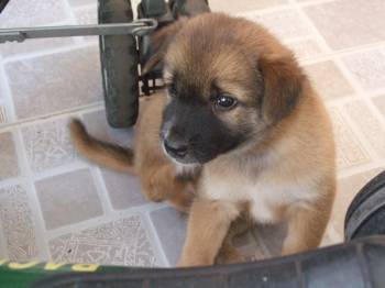 Fantas Pup3.jpg