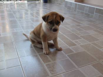 Fantas Pup4.jpg