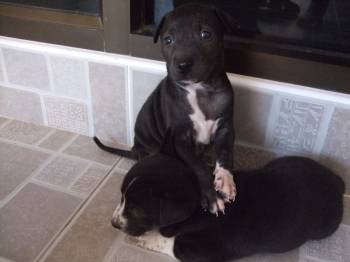 Fantas Pup5.jpg