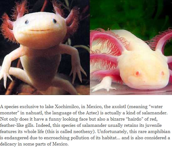 Axolotl.JPG