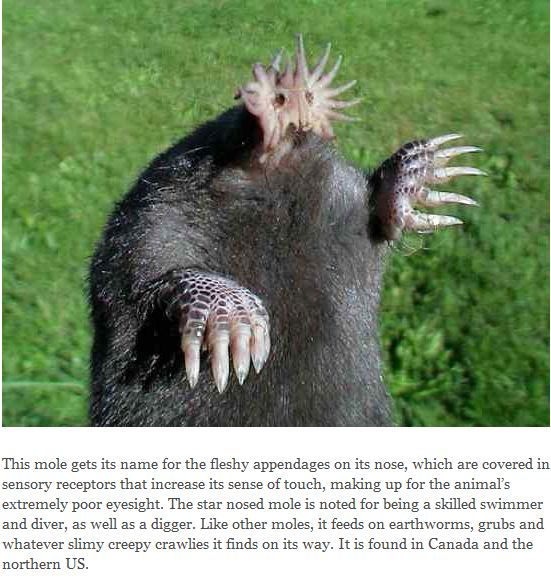 Star-nose-mole.JPG