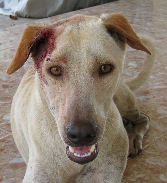 Resized Dog II After a Fight.jpg