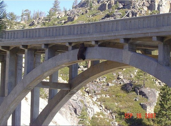 bear1.JPG