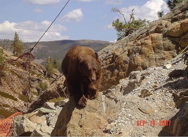 bear6.JPG